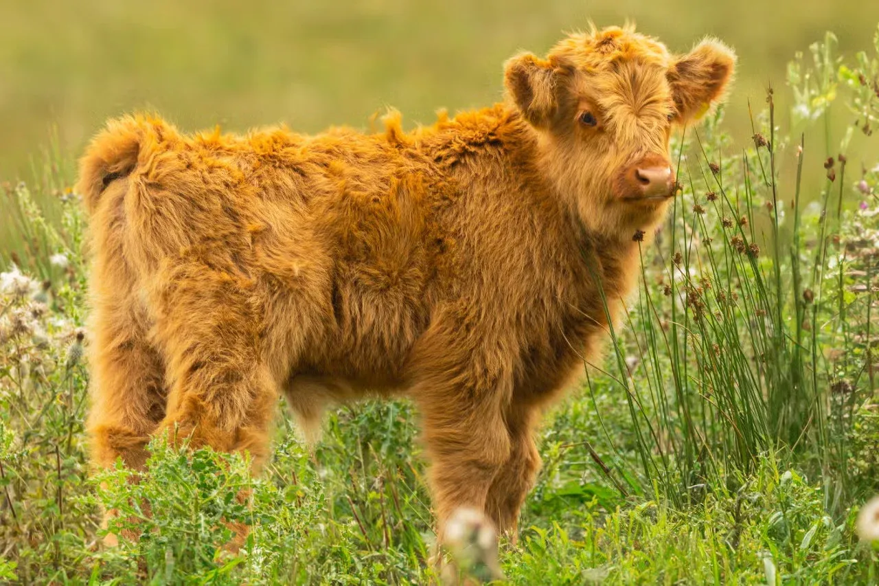 A very cute baby Highland calf.