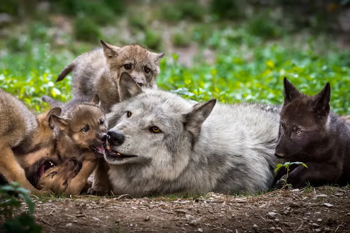 A mama wolf and her cubs.