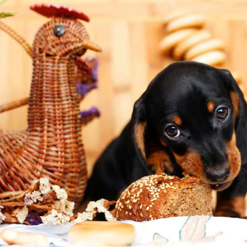 Furb's Crocheted Bagel Toy Turns Sniffing Into Playtime for Dogs