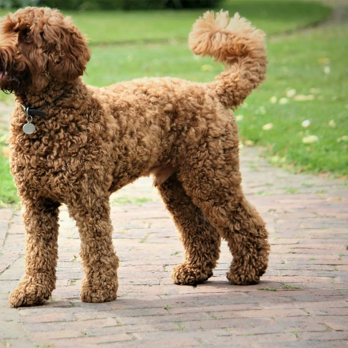 Considering a Labradoodle? Here's What to Expect