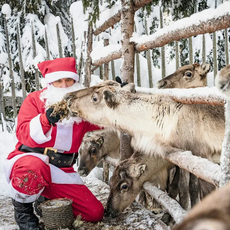 Reindeer Name Ideas: 200 Festive, Cute, and Unique Picks