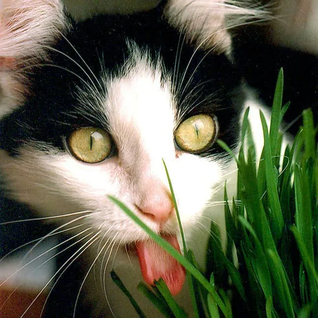 When Your Cat Refuses to Eat: Causes and What to Do