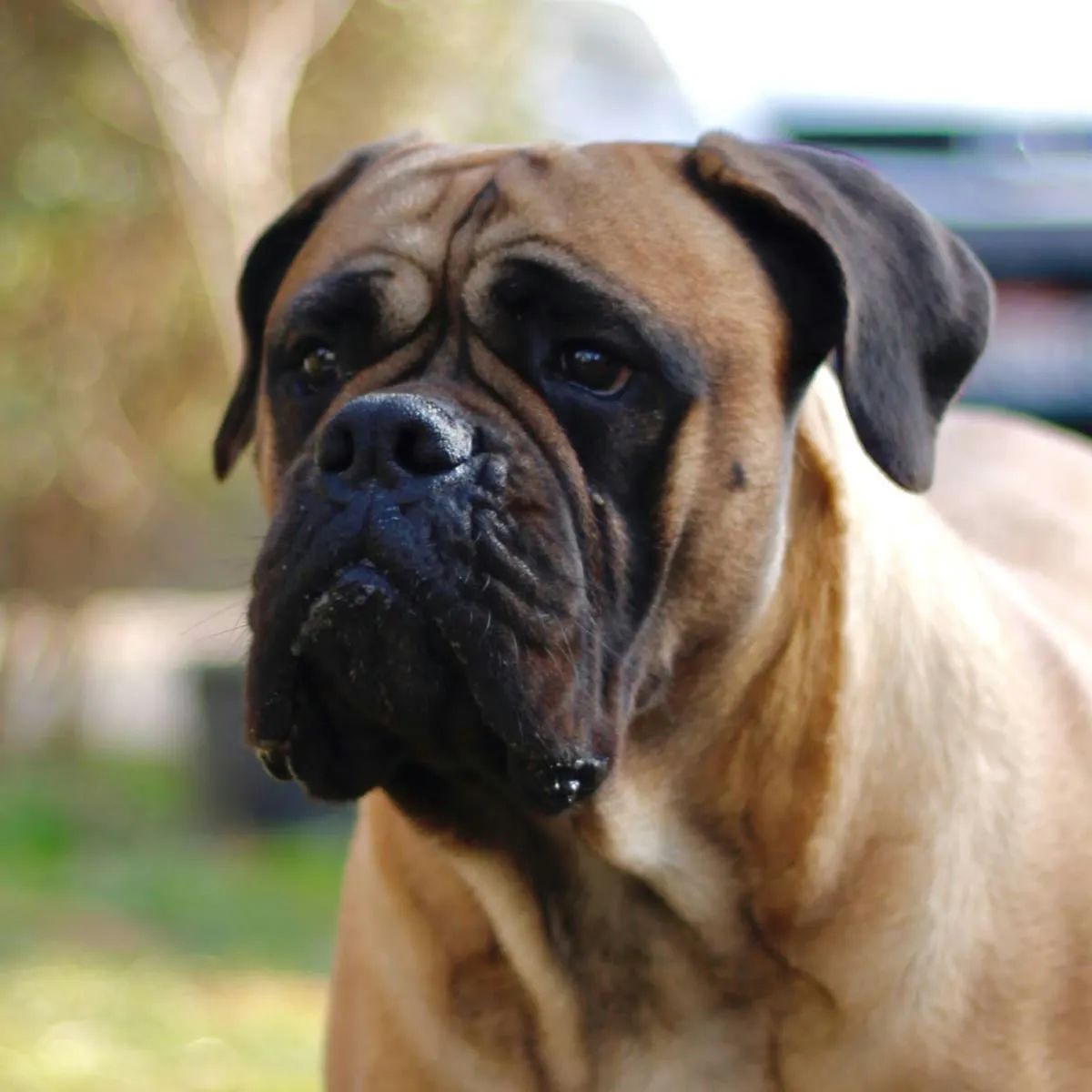 English-Inspired Tough Names for a Bullmastiff