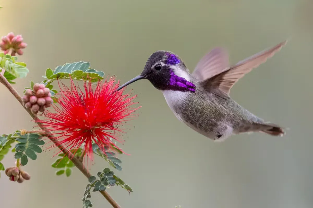 Hummingbirds can zip and zoom through backyards during migration.