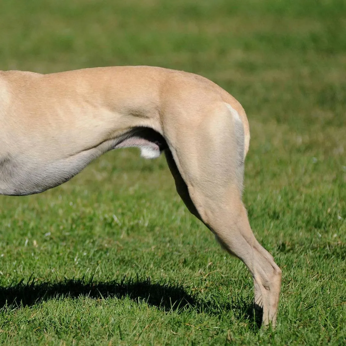 Whippet Breed Profile: A Complete Look at the Fleet-Footed and Devoted Sighthound