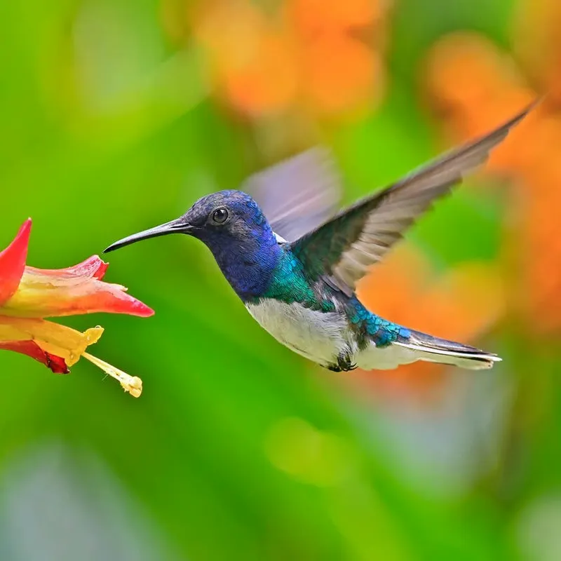 Turning Your Yard Into a Hummingbird Sanctuary: Expert Advice on Earning Their Trust