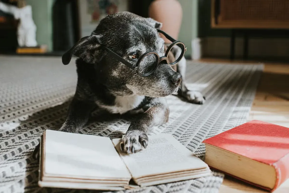 An old, wise dog wearing spectacles and "reading" a book.