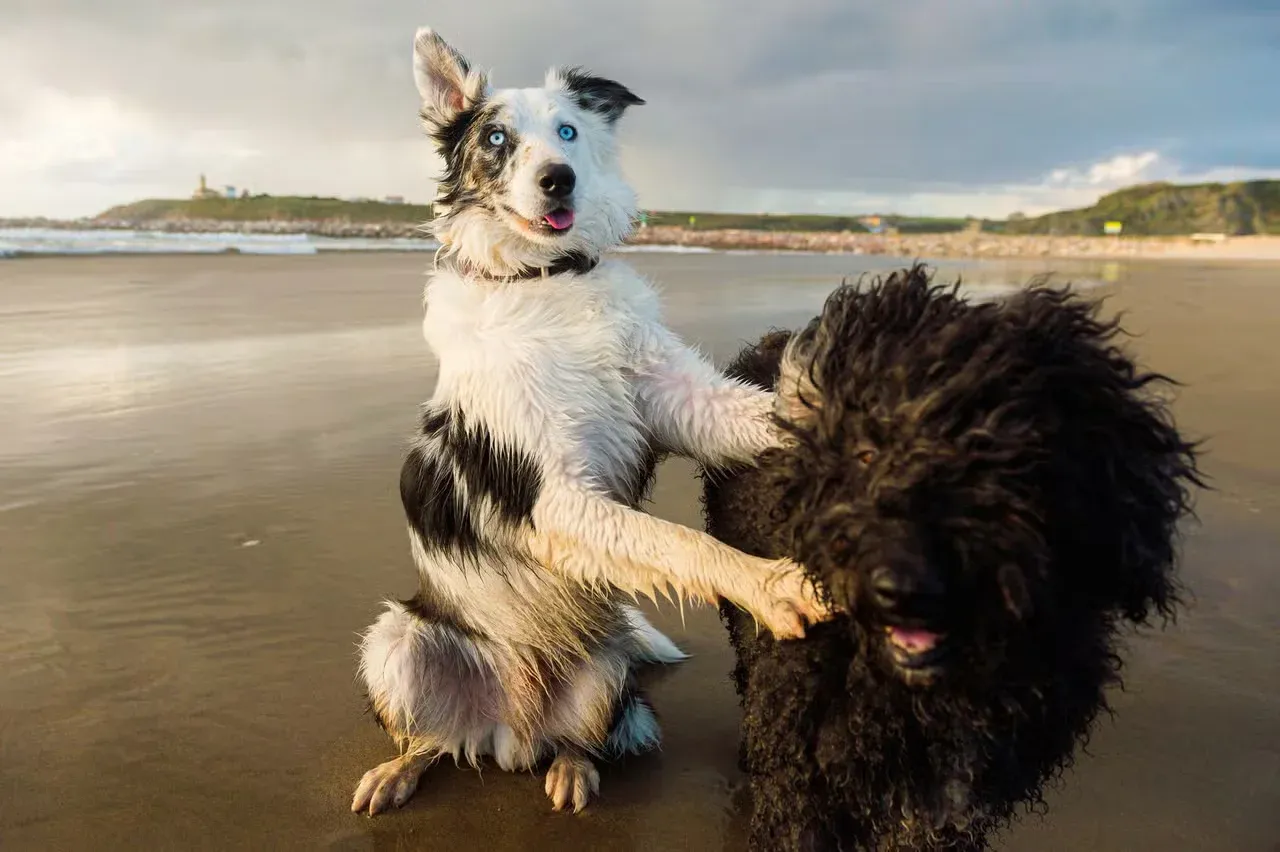 A Border Collie and a Spanish Water Dog playing on a beach.