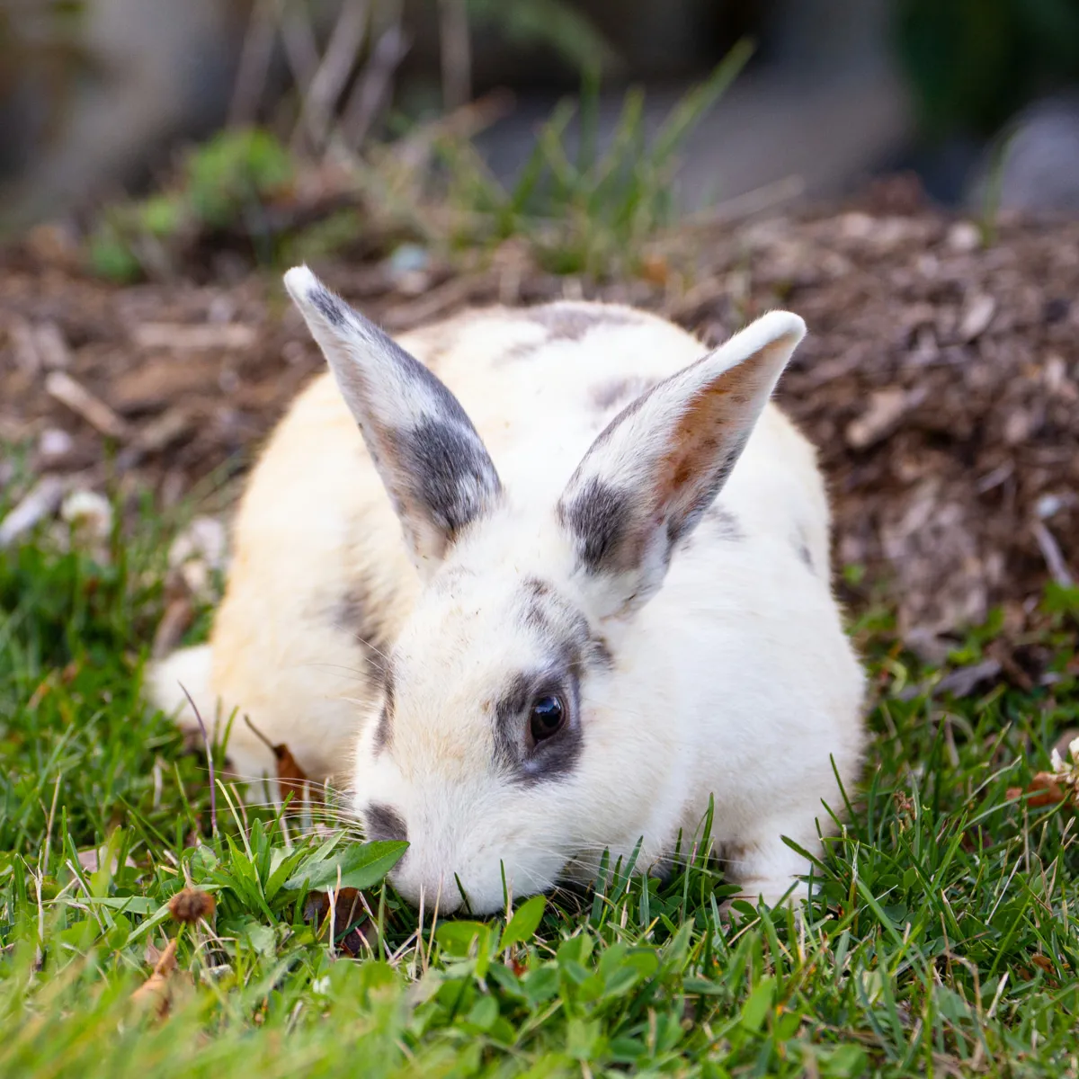 Grazing Rabbits in Your Backyard: Weighing the Dangers and Advantages