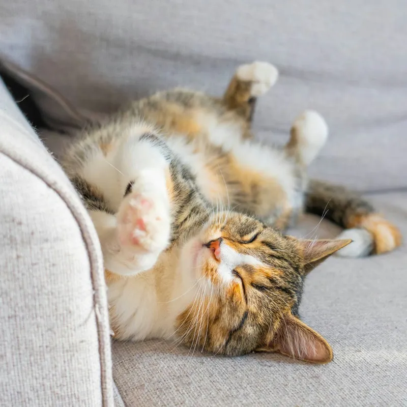 Shoppers Say This $130 Cat Tower Is as Sturdy as It Is Stylish
