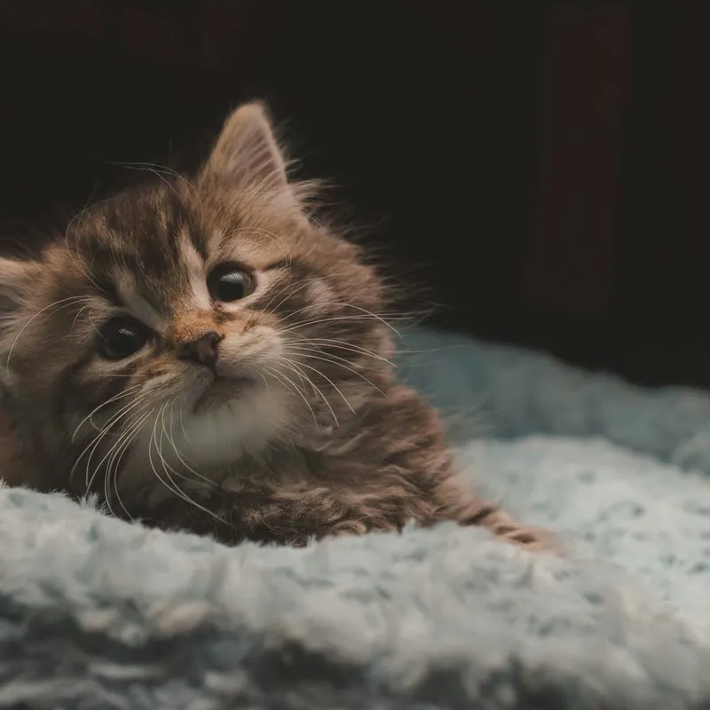 Choosing the Right Diet for a Kitten with Loose Stools