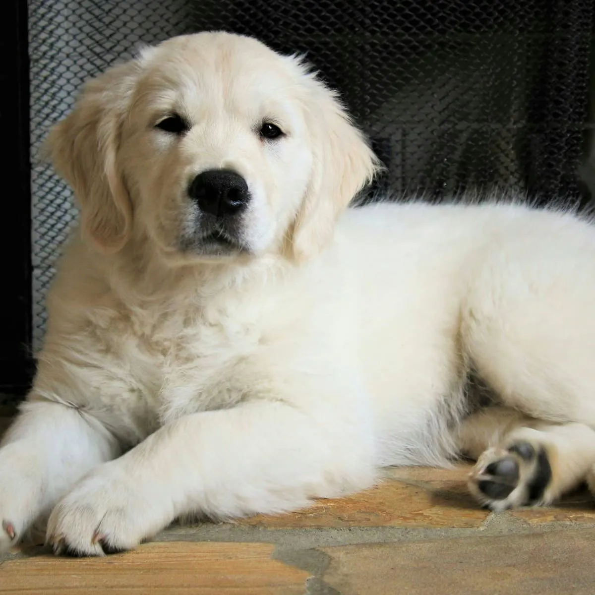 Sleepy Golden Retriever Pup Turns Down Every Invitation to Begin the Day