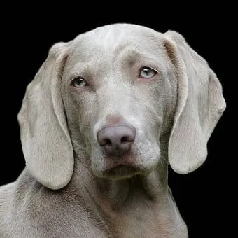 Cherokee-Inspired Names for Your Canine Companion