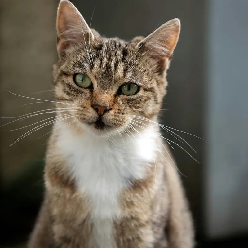 200 Irish Cat Names: Gaelic and Celtic Options with Meanings