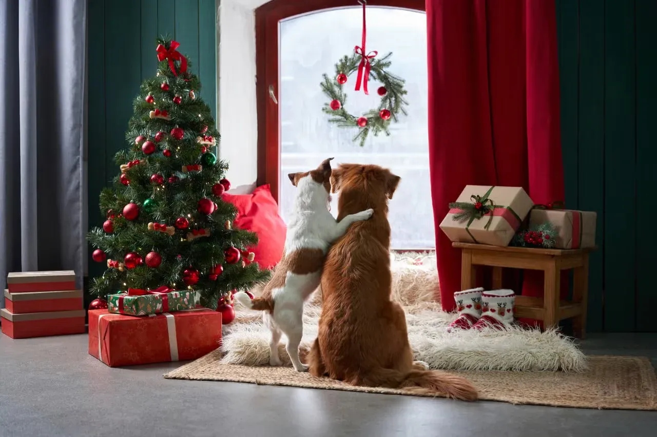 Two dogs cuddling each otherby a Christmas tree.