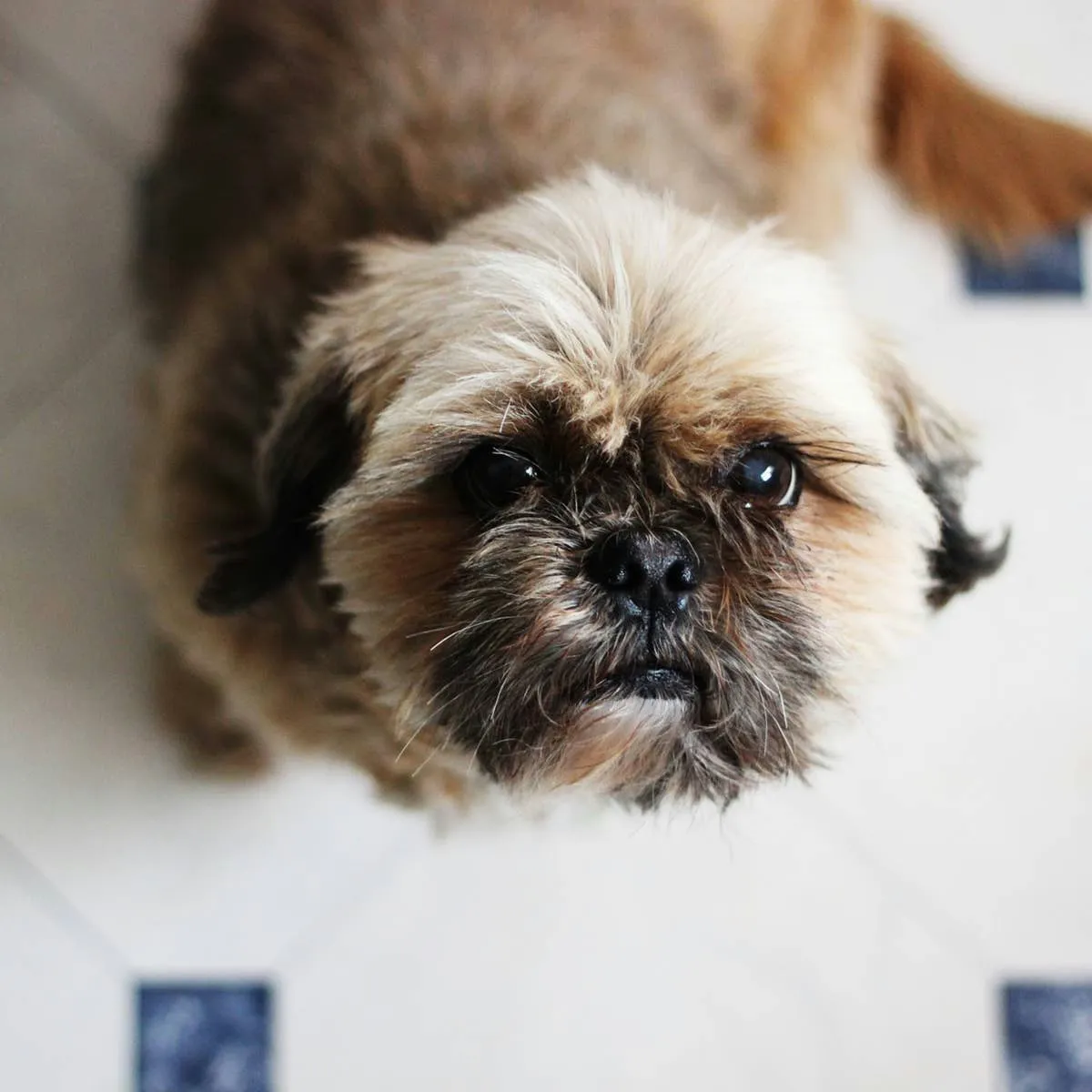 Low-Shedding Companions: Five Compact Dog Breeds Worth Considering