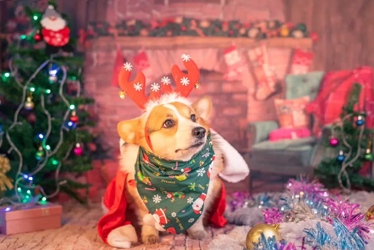 A Corgi dressed to the nines in Christmas gear.