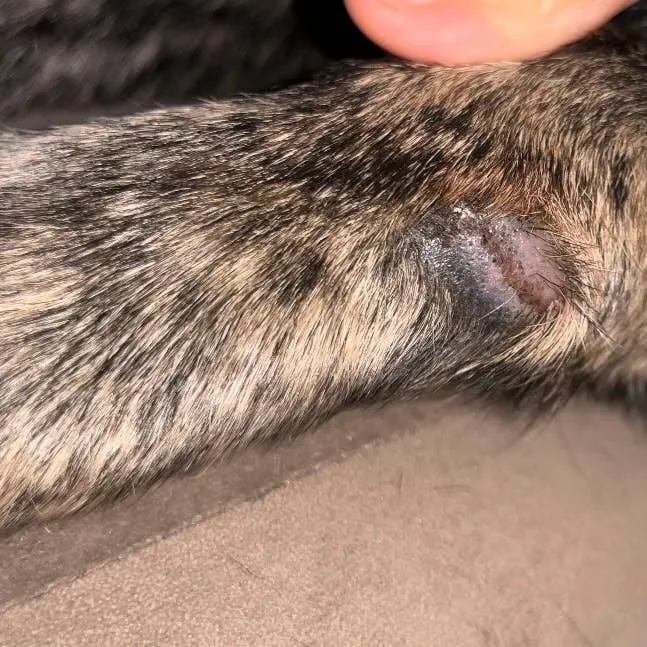 Dog Skin Reaction After Grooming: Understanding Folliculitis and Preventing Lick Granulomas