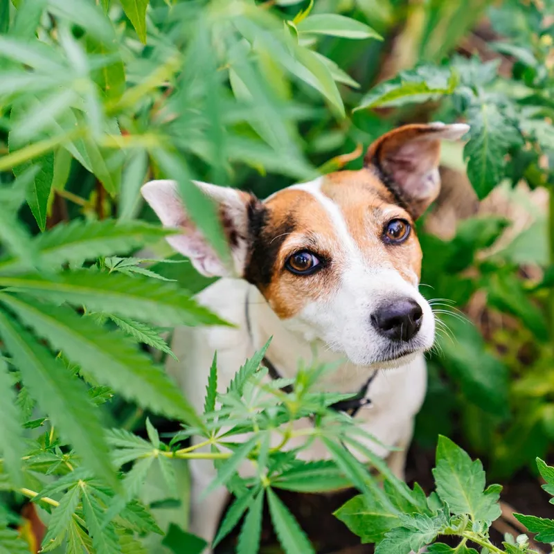 Bark's 'Easy Grows It' Plush: The Cannabis-Themed Toy Your Dog Can Tug