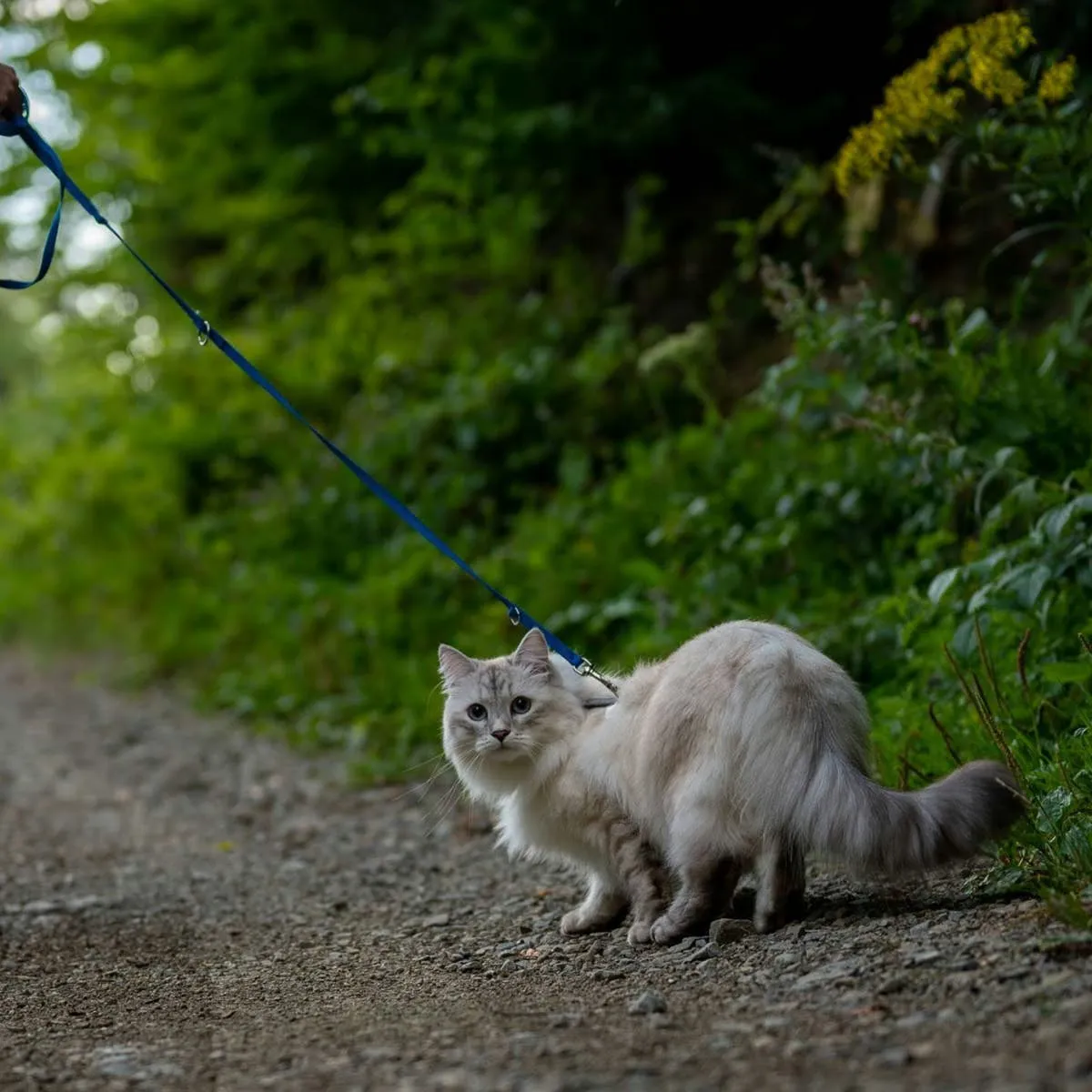 Training Your Feline Friend to Enjoy Leash Walks
