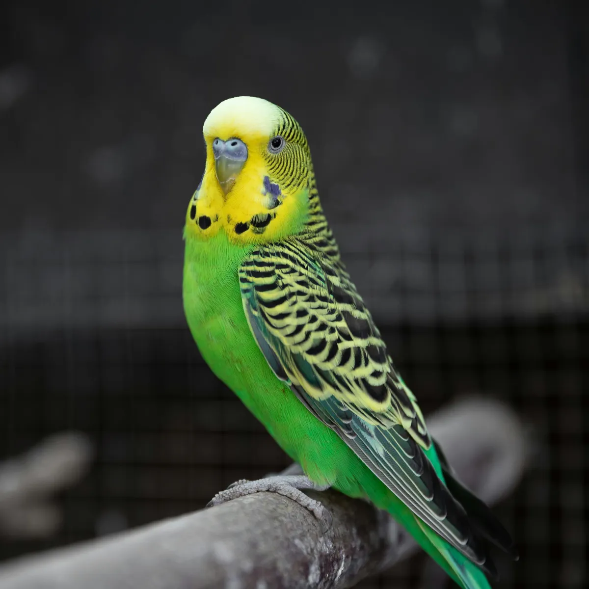 A Step-by-Step Guide to Raising Budgie Chicks