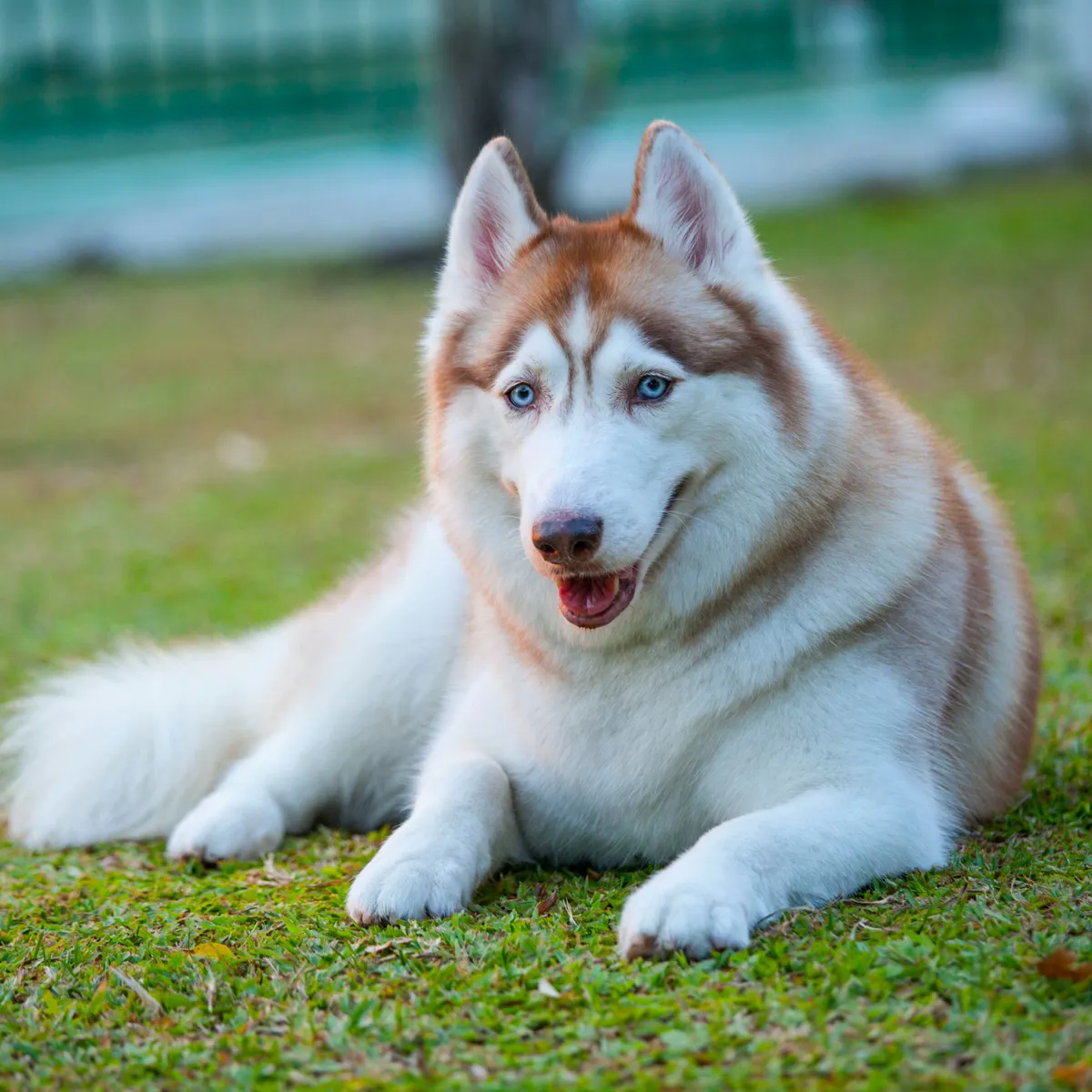 Siberian Husky Coat and Eye Color Varieties Explained