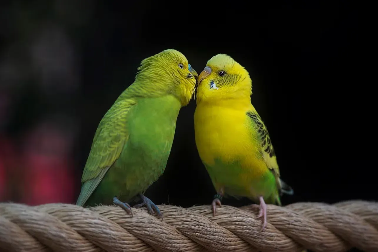 Two Budgies closely speaking to each other.