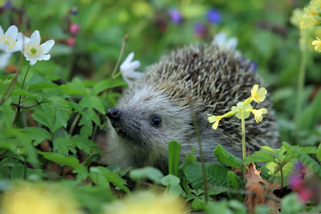 A sweet little hedgehog peeking out from among flowers.