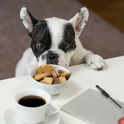 Building Your Dog's Self-Restraint: A Practical Guide