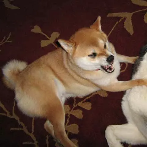 Understanding and Managing Canine Aggression Toward Other Canines
