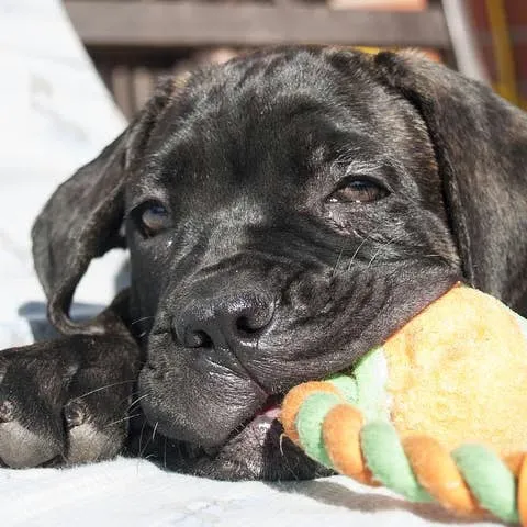 Teaching Your Canine to Turn Down Food Offered by Unfamiliar People