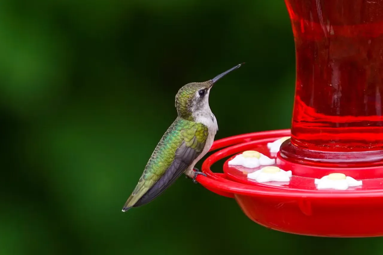 A hummingbird resting on a feeder.