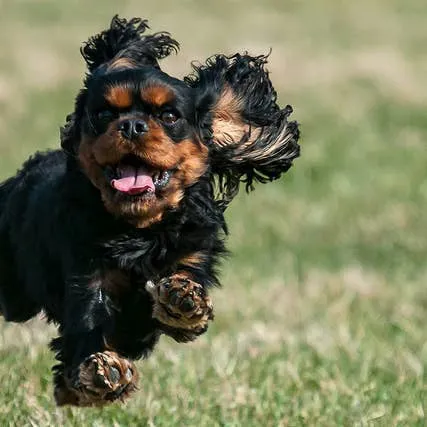 When Your Dog Shows Jealousy: Insights and Solutions