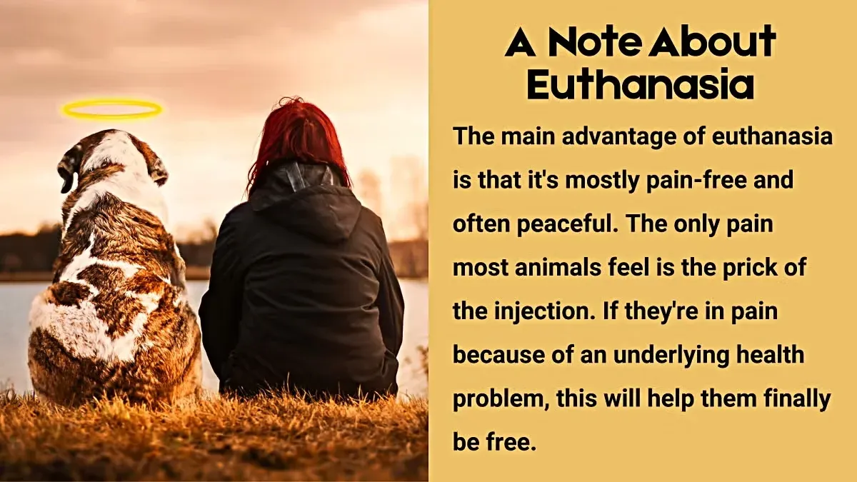 Main Advantage of Euthanasia