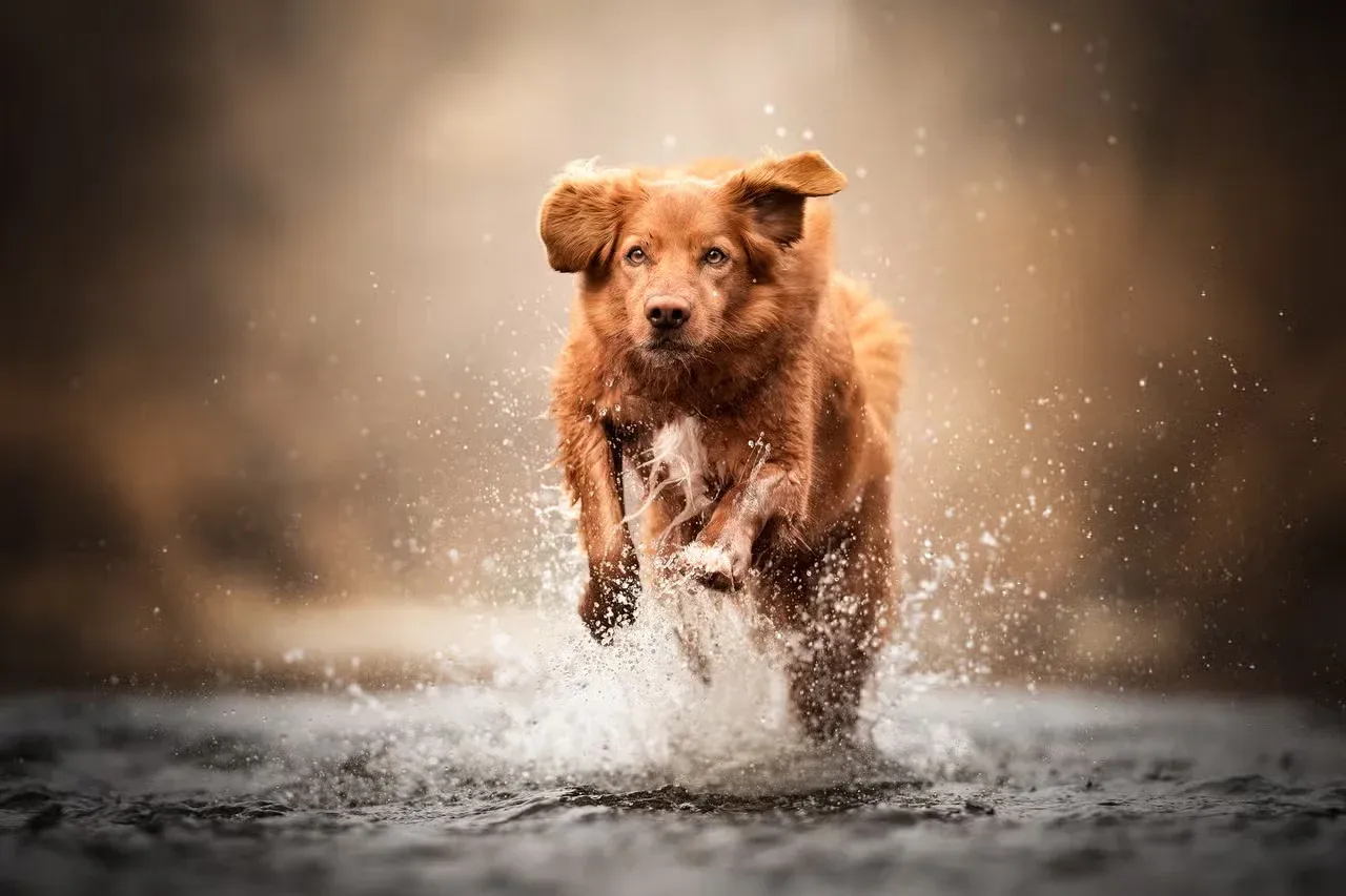A dog running through water who has a Native American name.