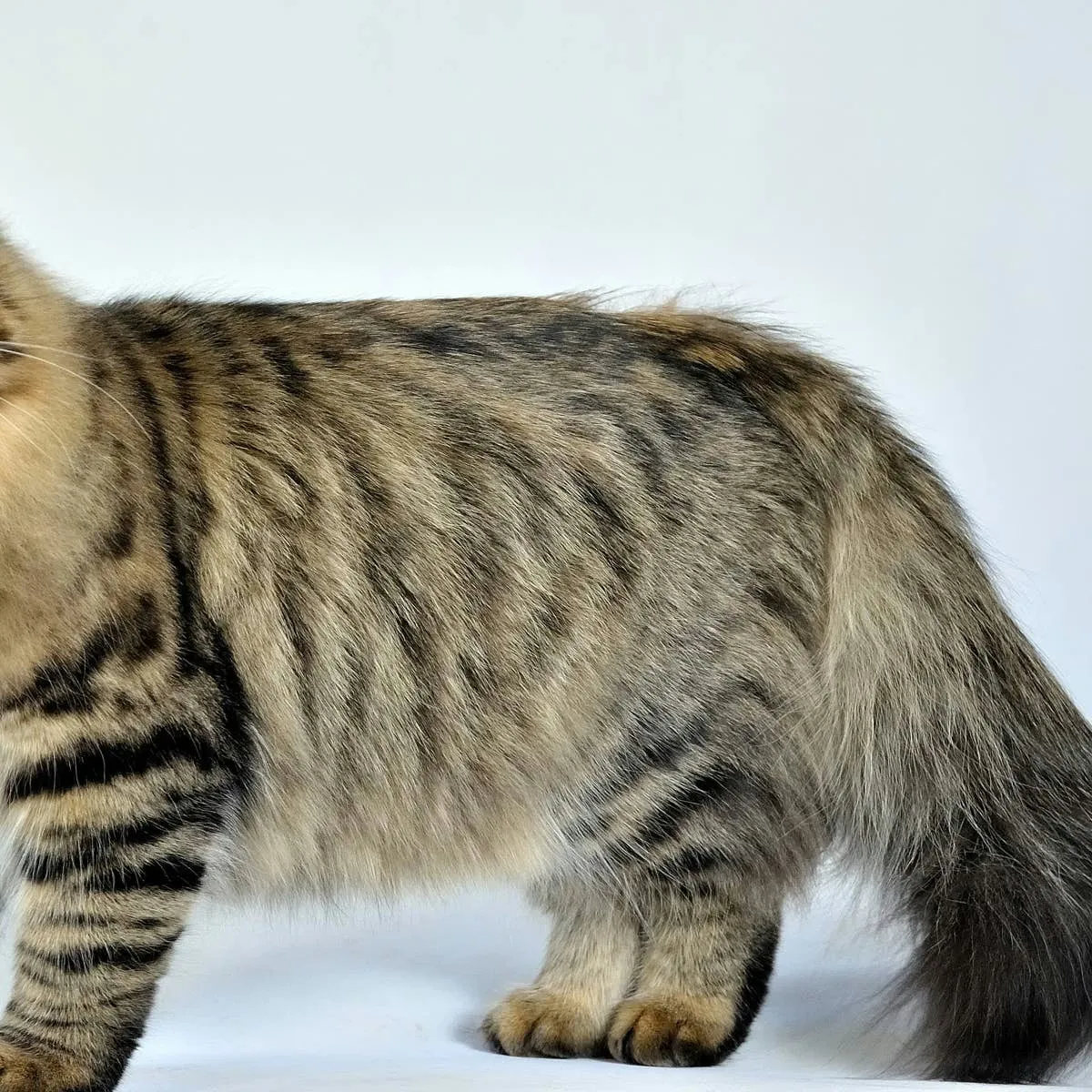 Genetic Health Concerns in the Siberian Forest Cat Breed