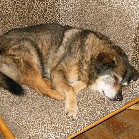 Supporting a Senior Dog with Cognitive Decline: Home Strategies and Medical Options