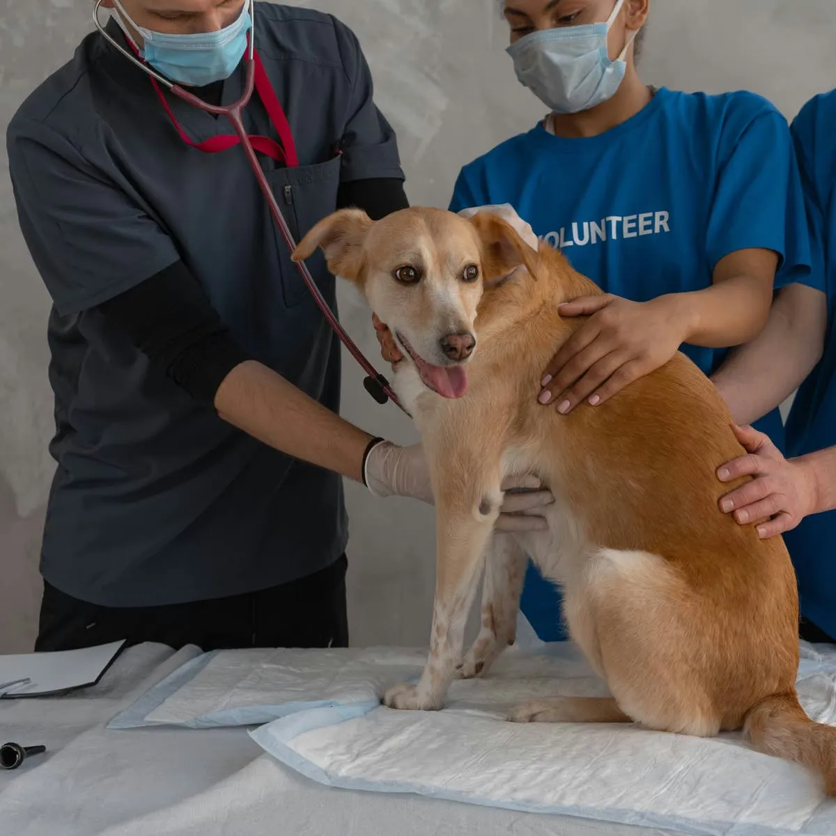 Recognizing Worm Infestations in Dogs and What You Can Do
