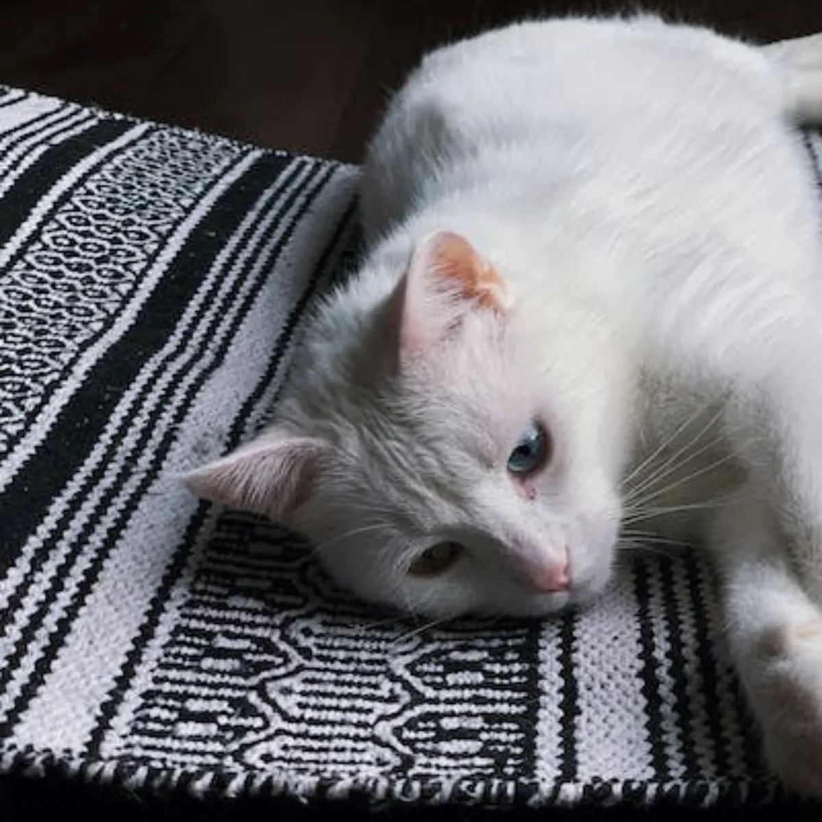 What's Behind Your Cat's Constant Sneezing?