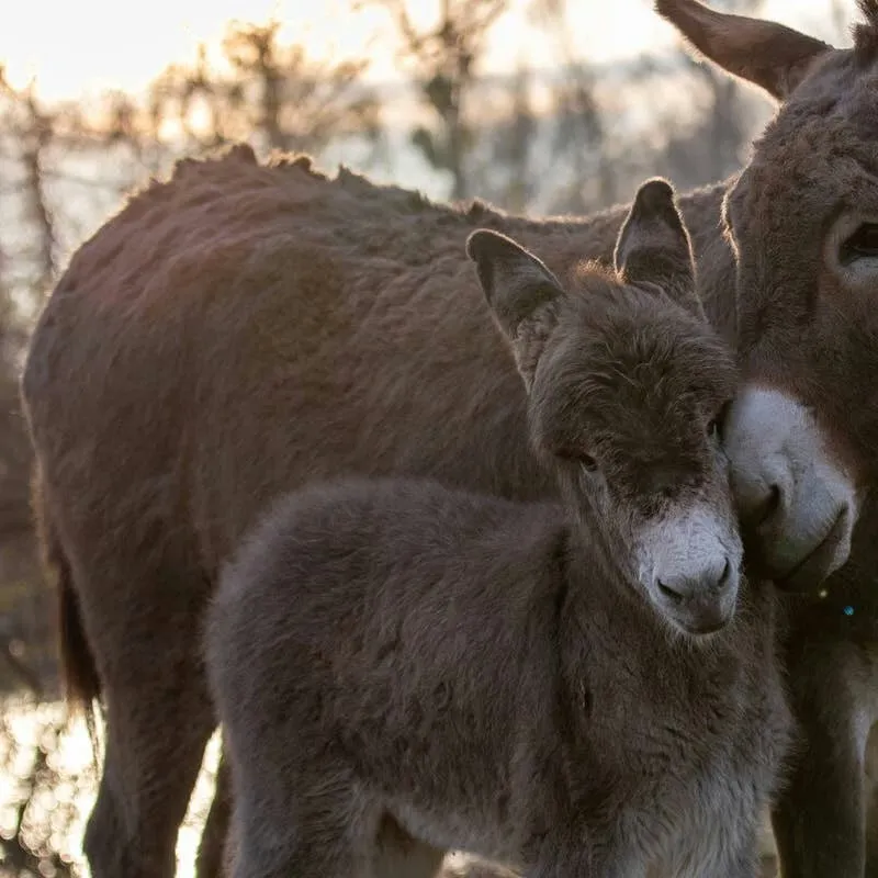 Donkey Mother's Joyful Reunion With Foal After Three Months Captivates TikTok