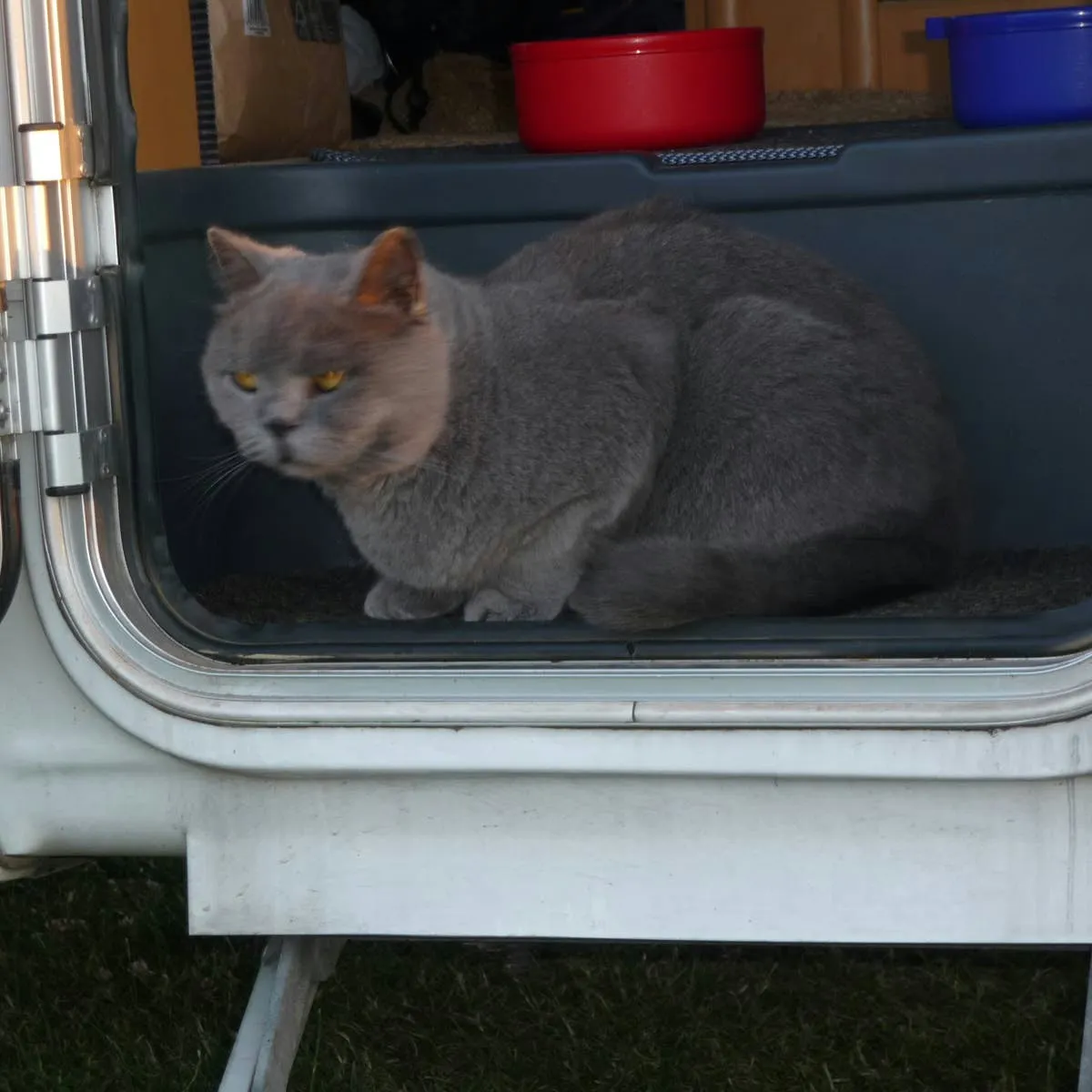 Travelling with Your Feline Friend in a Motorhome or Mobile Home
