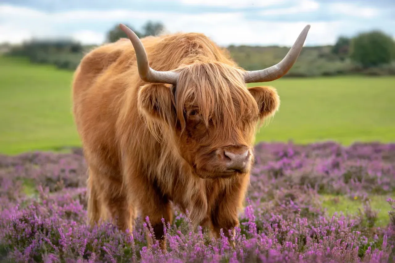 A Highland cow in a field of purple flowers.