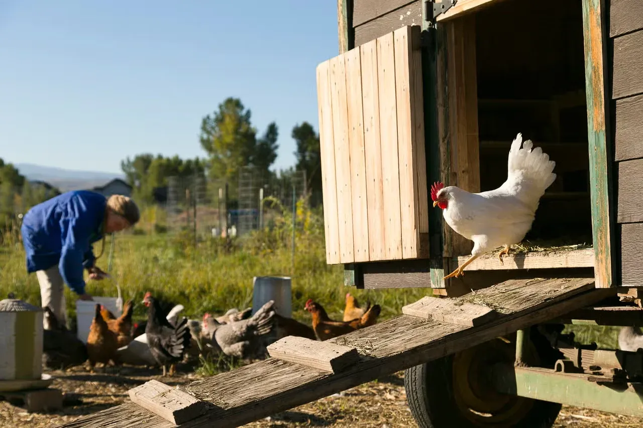 A white hen stepping out of a mobile chicken coop.