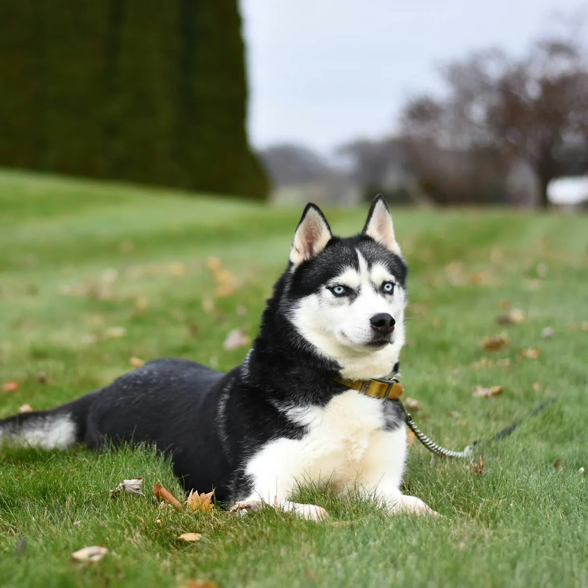 What Separates a Show-Grade Siberian Husky from a Pet One?