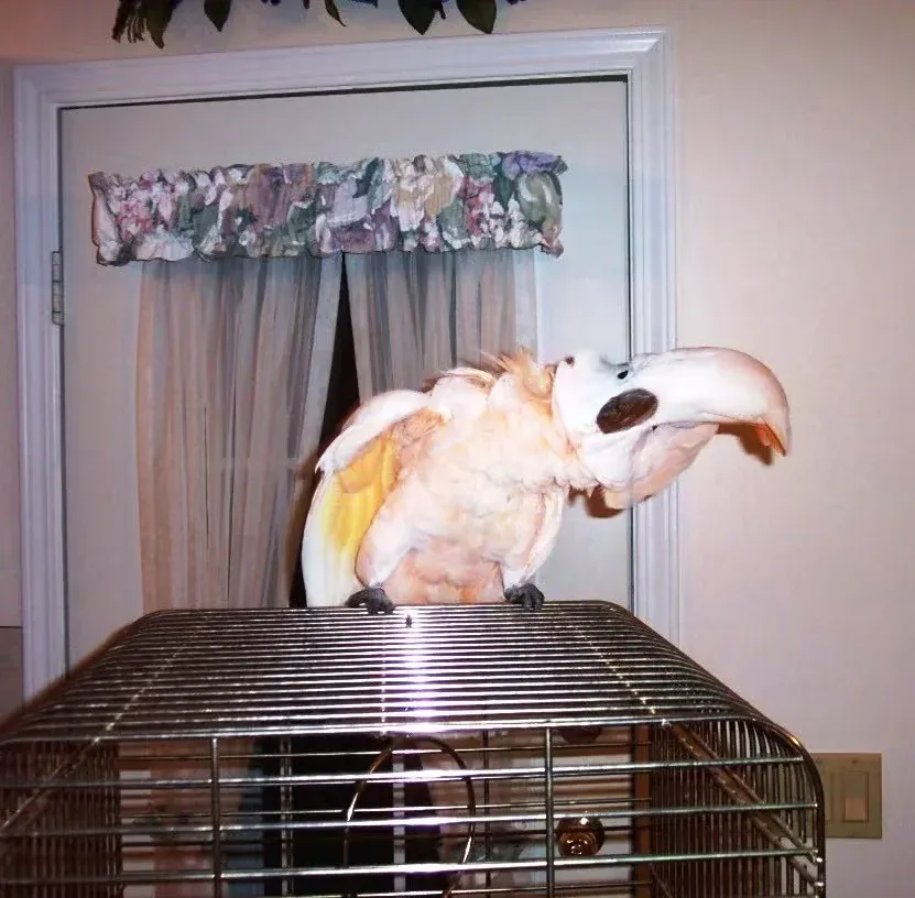 White pet parrot learning to speak