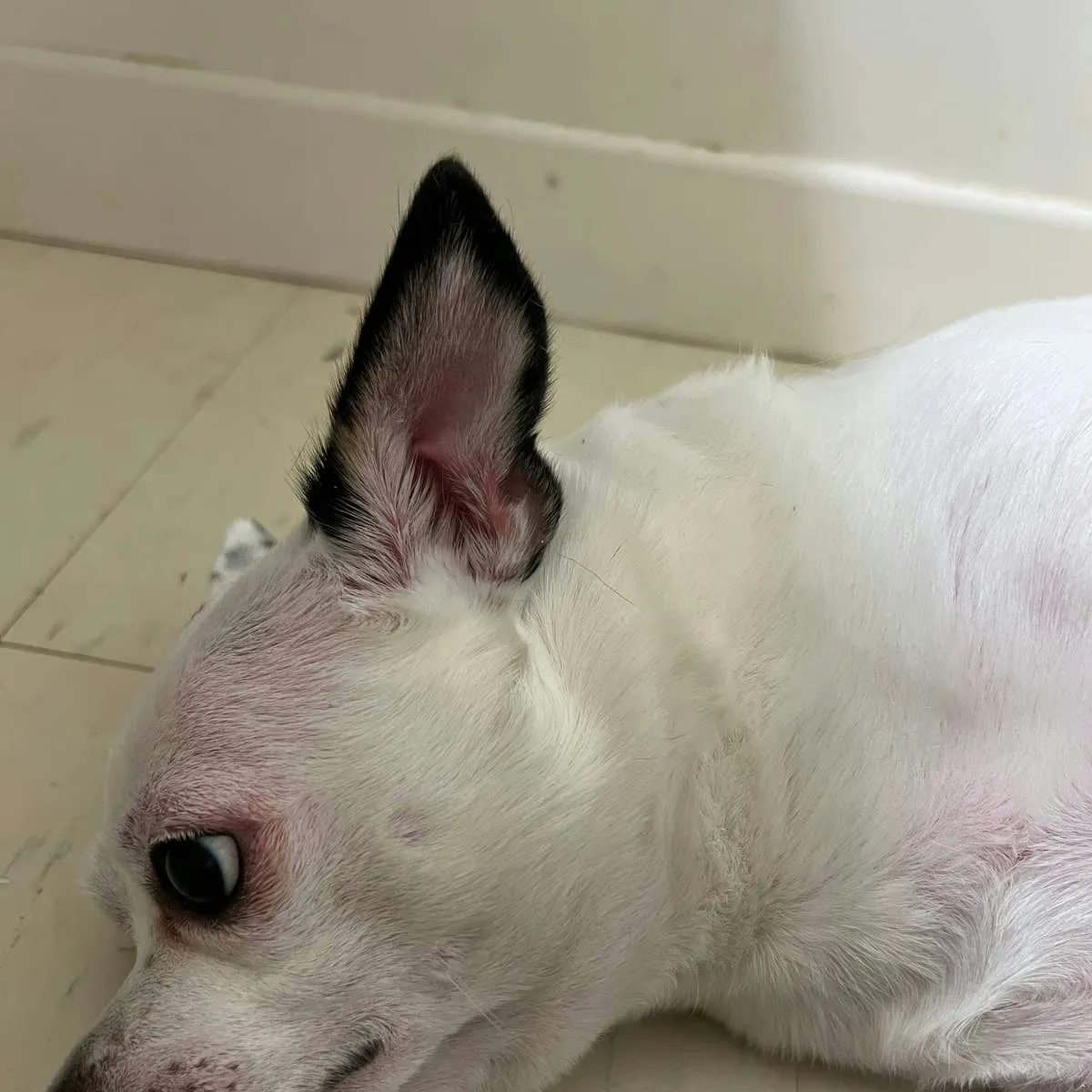 What Causes Generalized Redness on a Dog's Skin?
