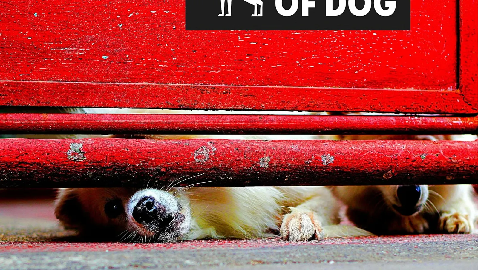 Mean Dogs Under Red Gate