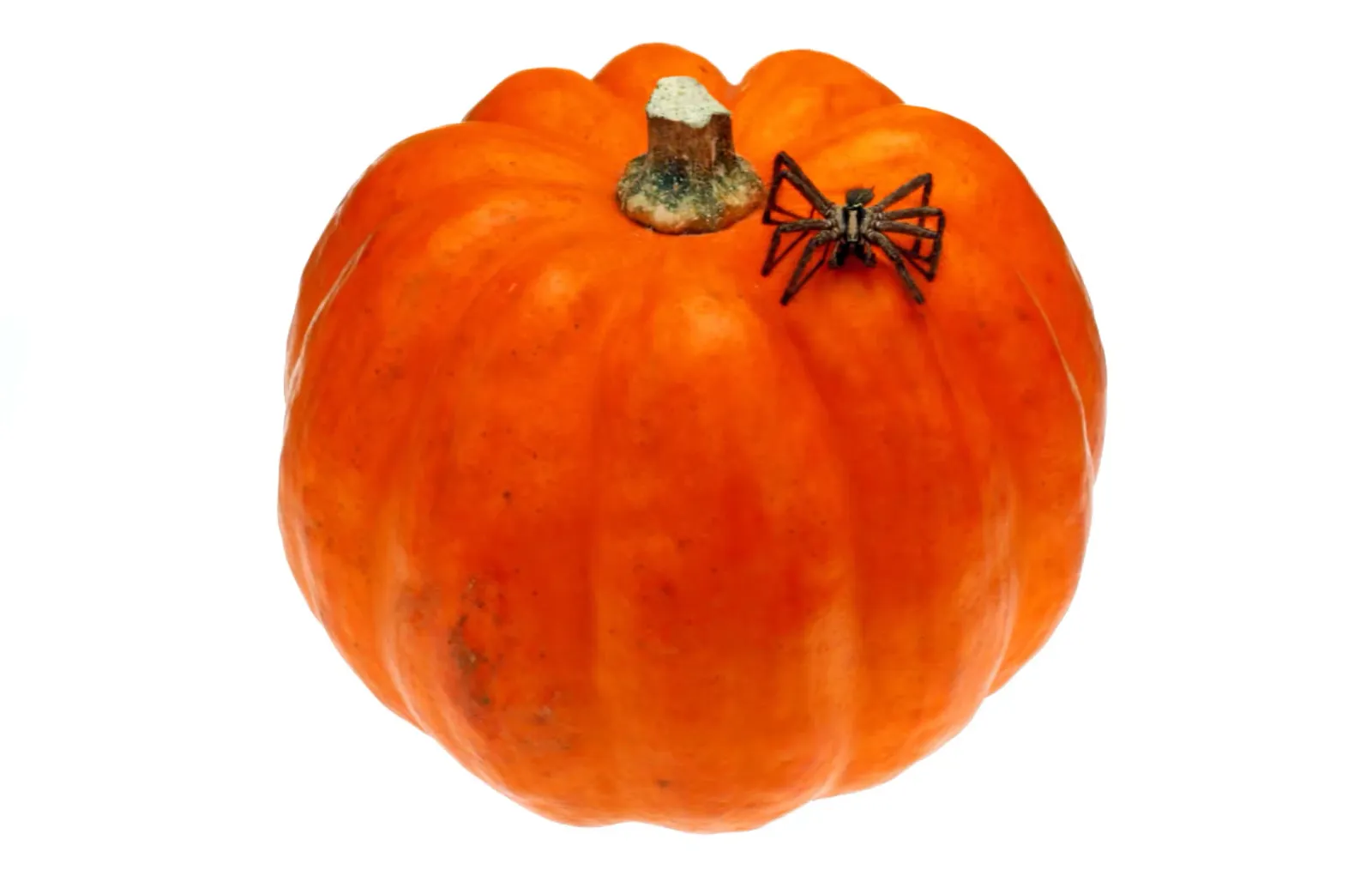 Spider on a pumpkin.