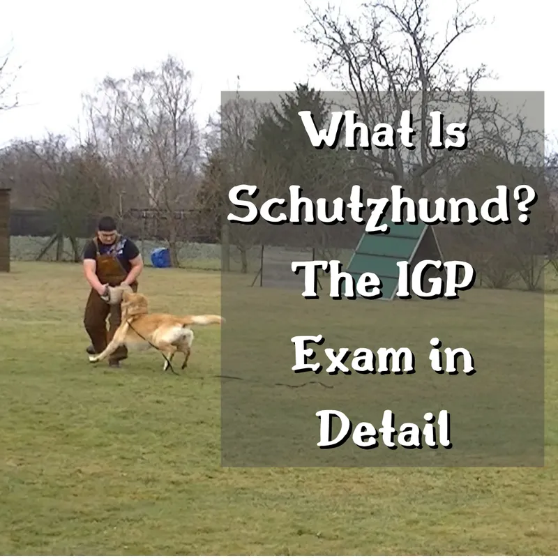 IGP Trials Explained: More Than Just a Protection Dog Sport