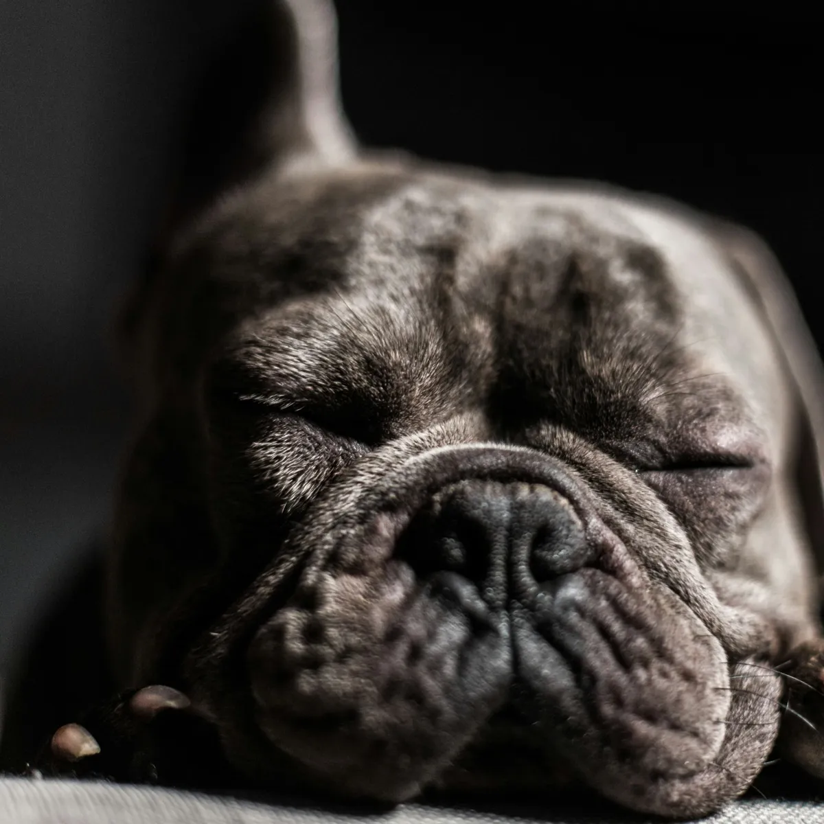 Holistic Approaches to Managing Canine Allergic Skin Disease